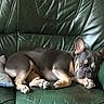 dog, french_bulldog, pet, animal, sleeping, lying_down, sofa, couch, leather, green, indoor, living_room, relaxed, wrinkles, bat_ears, paws, black_and_tan, comfortable, portrait, home