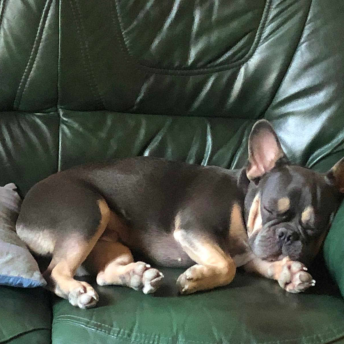 Aïko participe au concours pour gagner de l'argent avec cette photo : dog, french_bulldog, pet, animal, sleeping, lying_down, sofa, couch, leather, green, indoor, living_room, relaxed, wrinkles, bat_ears, paws, black_and_tan, comfortable, portrait, home