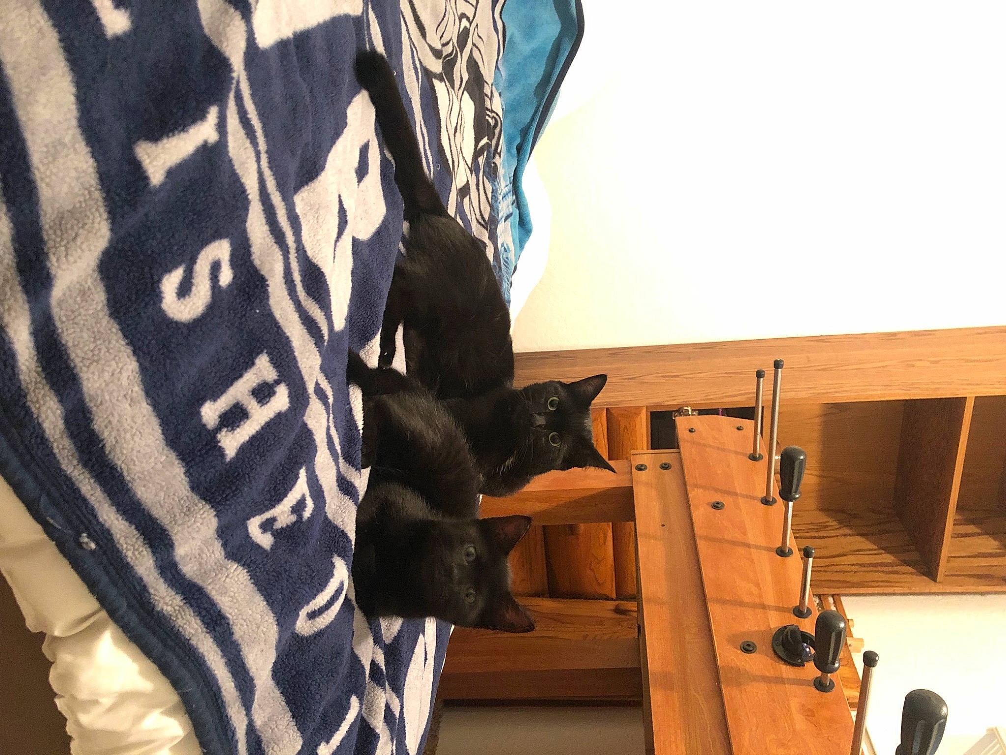 Zephyr is registered to the contest to win money with this photo: cap, carnivore, cat, felidae, font, fur, hardwood, hat, jersey, linens, pattern, personal_protective_equipment, plywood, room, sleeve, small_to_medium_sized_cats, sportswear, t_shirt, whiskers, wood