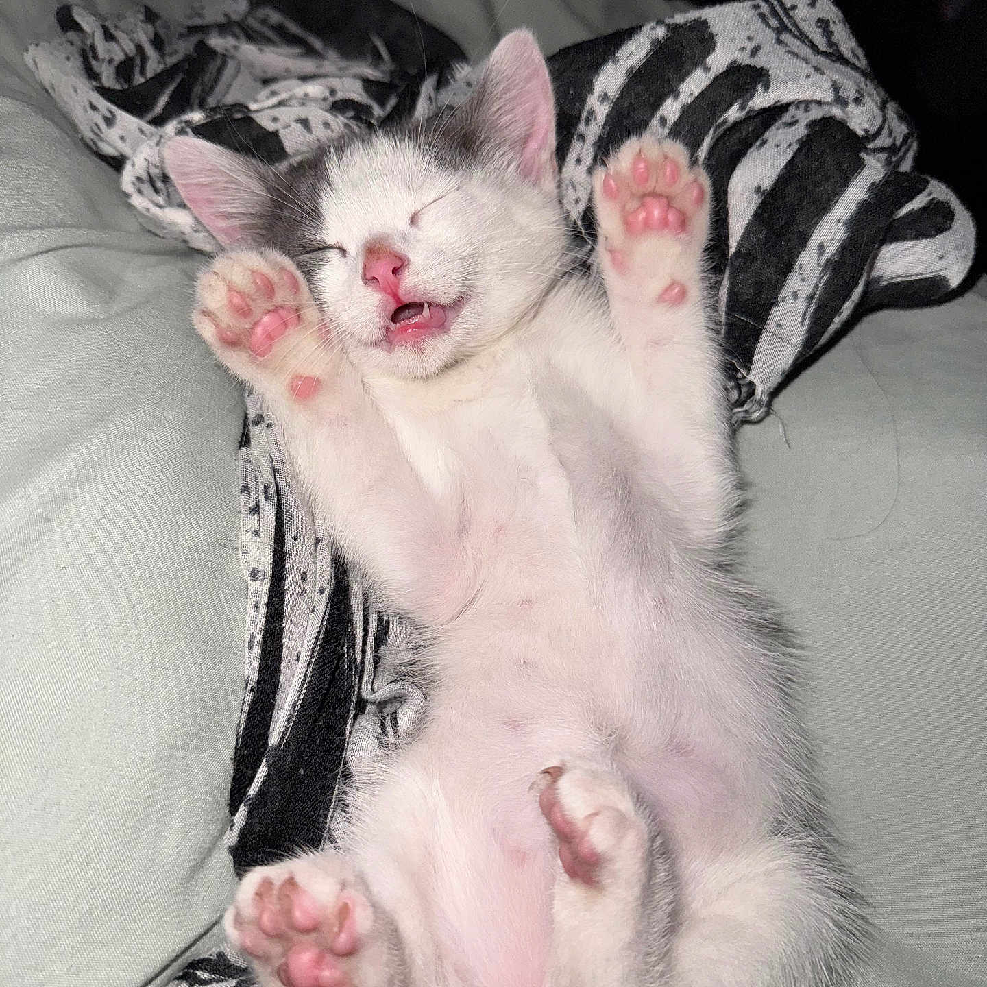 Moon a rejoint le concours — aidez-le/la à gagner de superbes lots ! adorable, animal, black_and_white, cat, closed_eyes, cozy, cute, feline, fur, indoor, kitten, lying_down, paws, pet, pink_paw_pads, relaxed, sleeping, small, soft_texture, whiskers