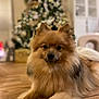 Viny a rejoint le concours — aidez-le/la à gagner de superbes lots ! animal, blurred_background, christmas_tree, companion, cozy, cute, dog, domestic_animal, floor, fur, furry, holiday_decor, indoor, mammal, pet, pomeranian, portrait, relaxed, small_dog, wooden_floor