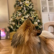 Viny participe au concours pour gagner de l'argent avec cette photo : animal, brown_fur, celebration, christmas_tree, cozy, decorations, dog, festive, fluffy, furniture, holiday, indoor, lights, living_room, pet, relaxed, side_view, soft_focus, warm_lighting, wooden_floor