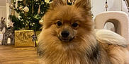 Viny a rejoint le concours — aidez-le/la à gagner de superbes lots ! animal, christmas, christmas_tree, cozy, cute, decorations, dog, festive, fluffy, furniture, golden, holiday, indoor, lights, ornaments, pet, pomeranian, relaxed, seasonal, wooden_floor