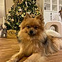 animal, christmas, christmas_tree, cozy, cute, decorations, dog, festive, fluffy, furniture, golden, holiday, indoor, lights, ornaments, pet, pomeranian, relaxed, seasonal, wooden_floor