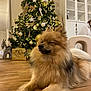 Viny a rejoint le concours — aidez-le/la à gagner de superbes lots ! cabinet, christmas_tree, cozy, decorations, dog, festive, fluffy, furniture, golden, holiday, indoor, lights, ornaments, pet, pine_tree, present, relaxed, ribbon, star, wooden_floor