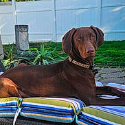 Hazel joined the competition — help win amazing prizes! dog, chocolate, lounge, cushion, striped, outdoor, grass, fence, sunlight, pet, collar, garden, relaxed, canine, nature, backyard, animal, resting, summer, portrait
