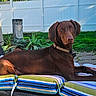 dog, chocolate, lounge, cushion, striped, outdoor, grass, fence, sunlight, pet, collar, garden, relaxed, canine, nature, backyard, animal, resting, summer, portrait
