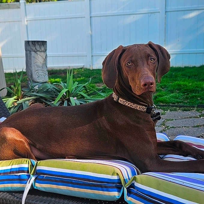 Hazel