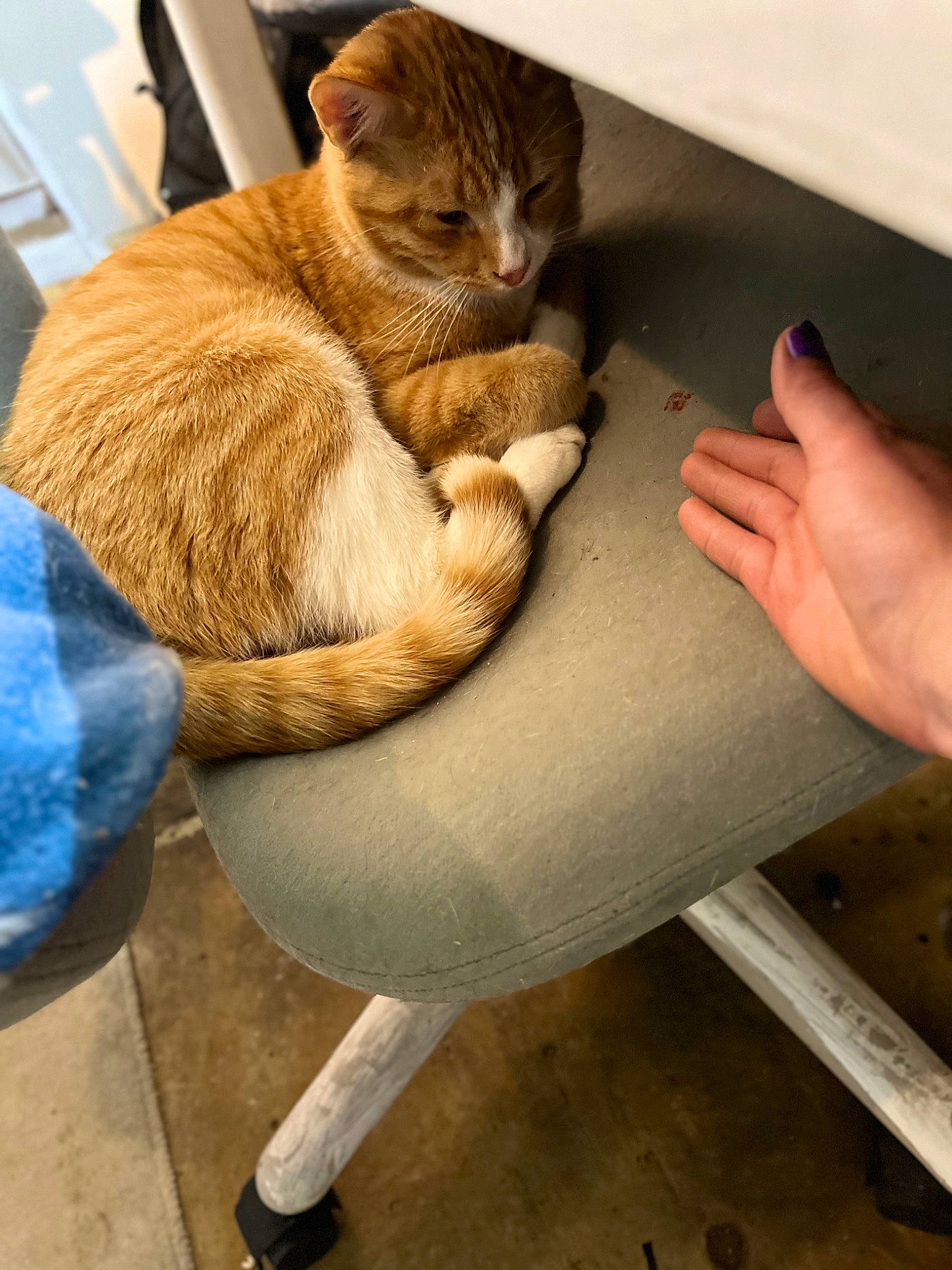 Big Mac is registered to the contest to win money with this photo: carnivore, cat, claw, comfort, domestic_short_haired_cat, fawn, felidae, flooring, foot, fur, hand, human_leg, knee, lap, small_to_medium_sized_cats, snout, tail, thigh, whiskers, window