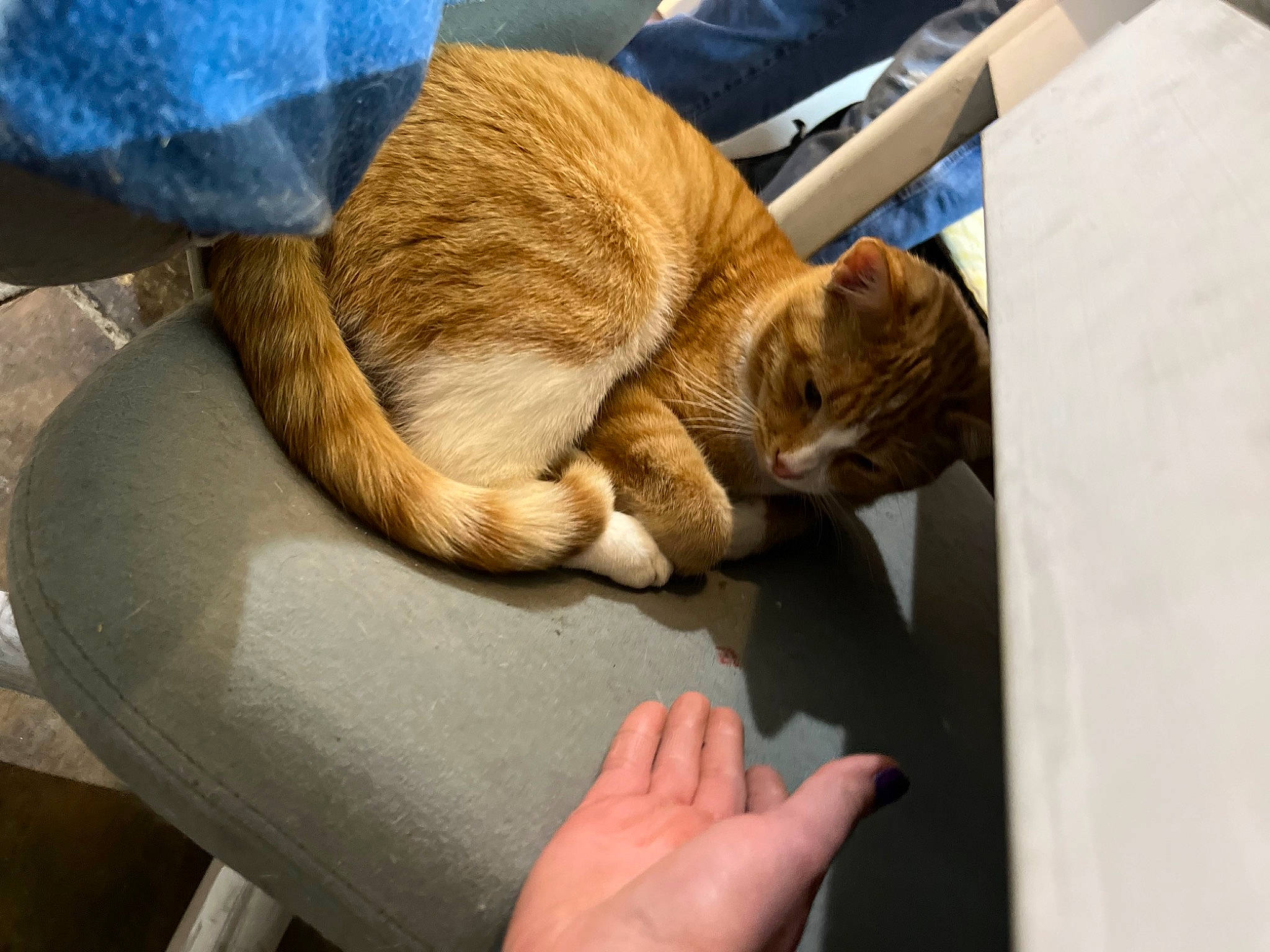 Big Mac is registered to the contest to win money with this photo: canidae, carnivore, cat, claw, comfort, companion_dog, domestic_short_haired_cat, fawn, felidae, foot, fur, gesture, human_leg, small_to_medium_sized_cats, snout, sporting_group, tail, whiskers, window, wood