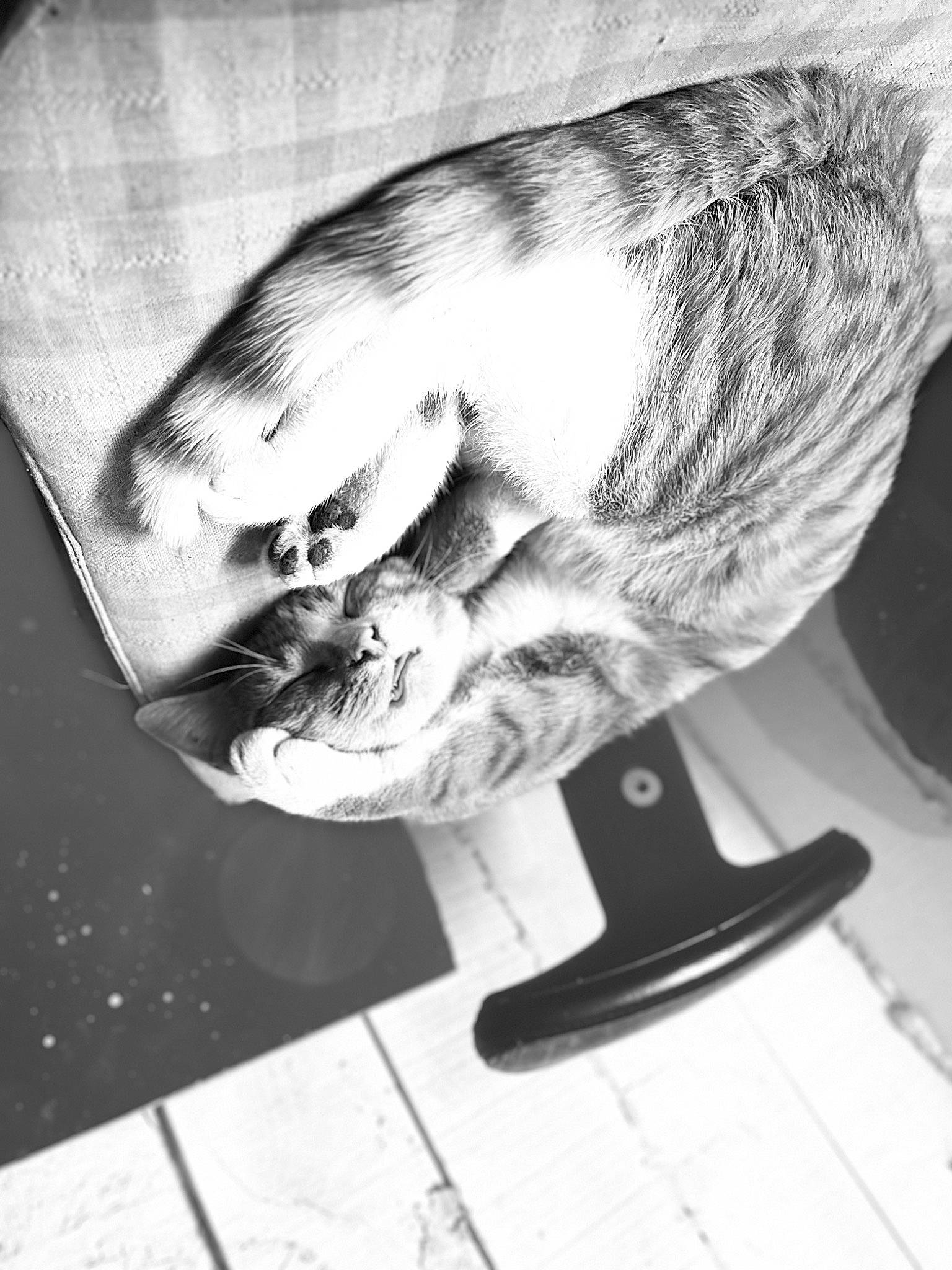 Big Mac joined the competition — help win amazing prizes! black_and_white, carnivore, cat, comfort, domestic_short_haired_cat, felidae, fur, gesture, grey, human_leg, monochrome, monochrome_photography, paw, pet_supply, sitting, small_to_medium_sized_cats, snout, style, tail, whiskers