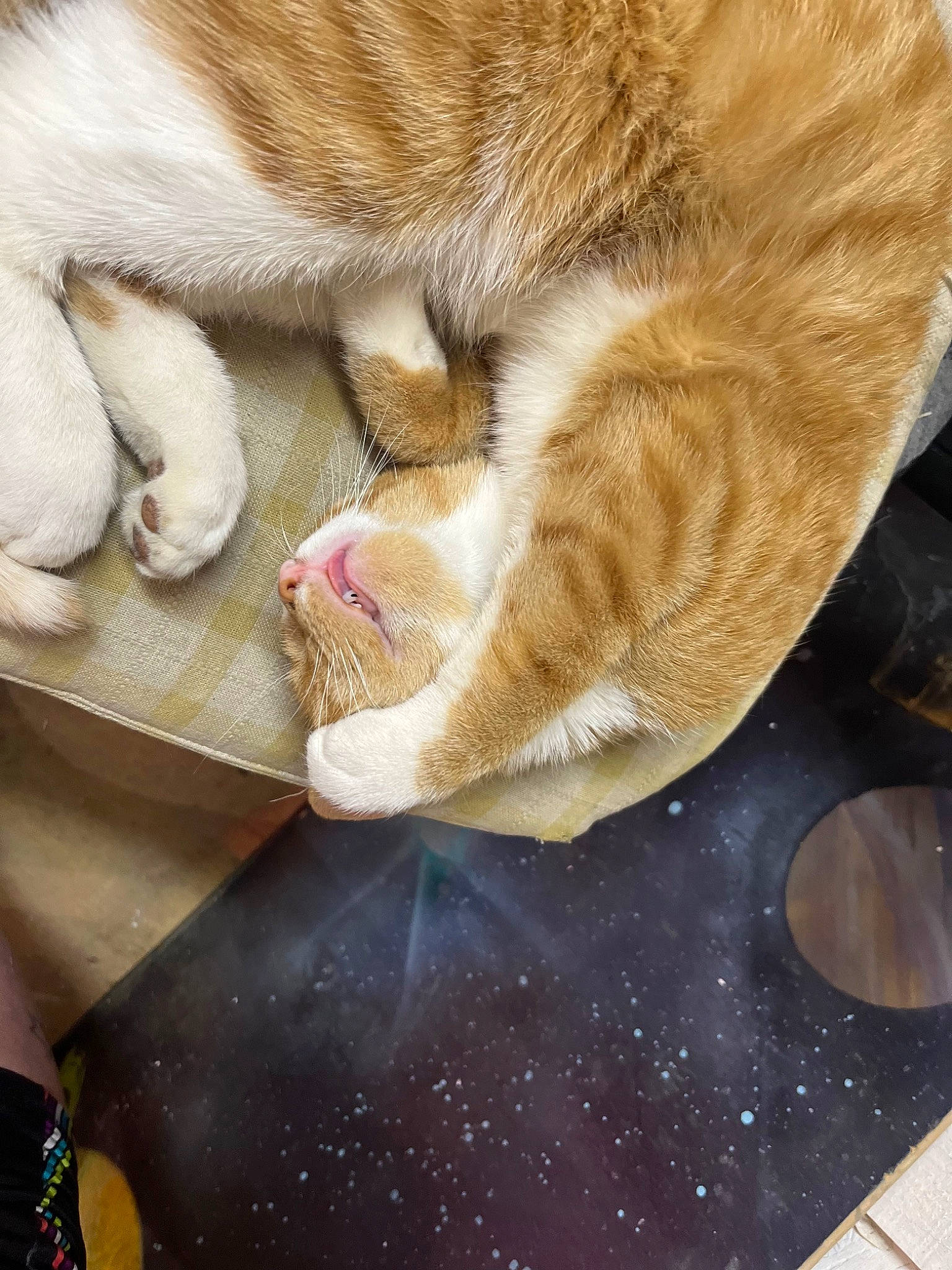 Big Mac joined the competition — help win amazing prizes! canidae, carnivore, cat, claw, comfort, comfort_food, domestic_short_haired_cat, fawn, felidae, fur, hat, human_leg, linens, nap, pattern, paw, small_to_medium_sized_cats, tail, terrestrial_animal, whiskers