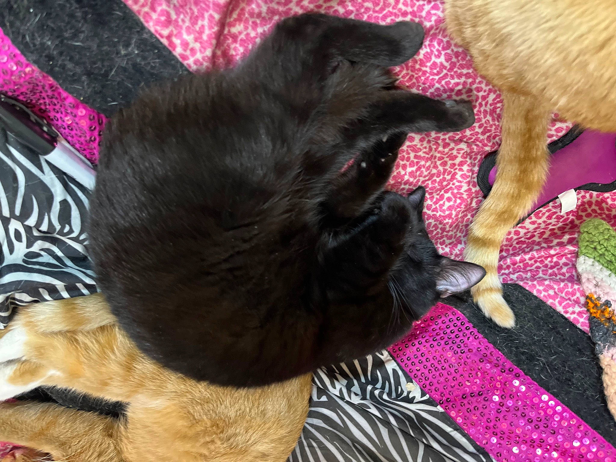 Midnight joined the competition — help win amazing prizes! black_cat, bombay, canidae, carnivore, cat, comfort, companion_dog, dog_breed, fawn, felidae, foot, fur, magenta, natural_material, pattern, paw, small_to_medium_sized_cats, sporting_group, tail, whiskers