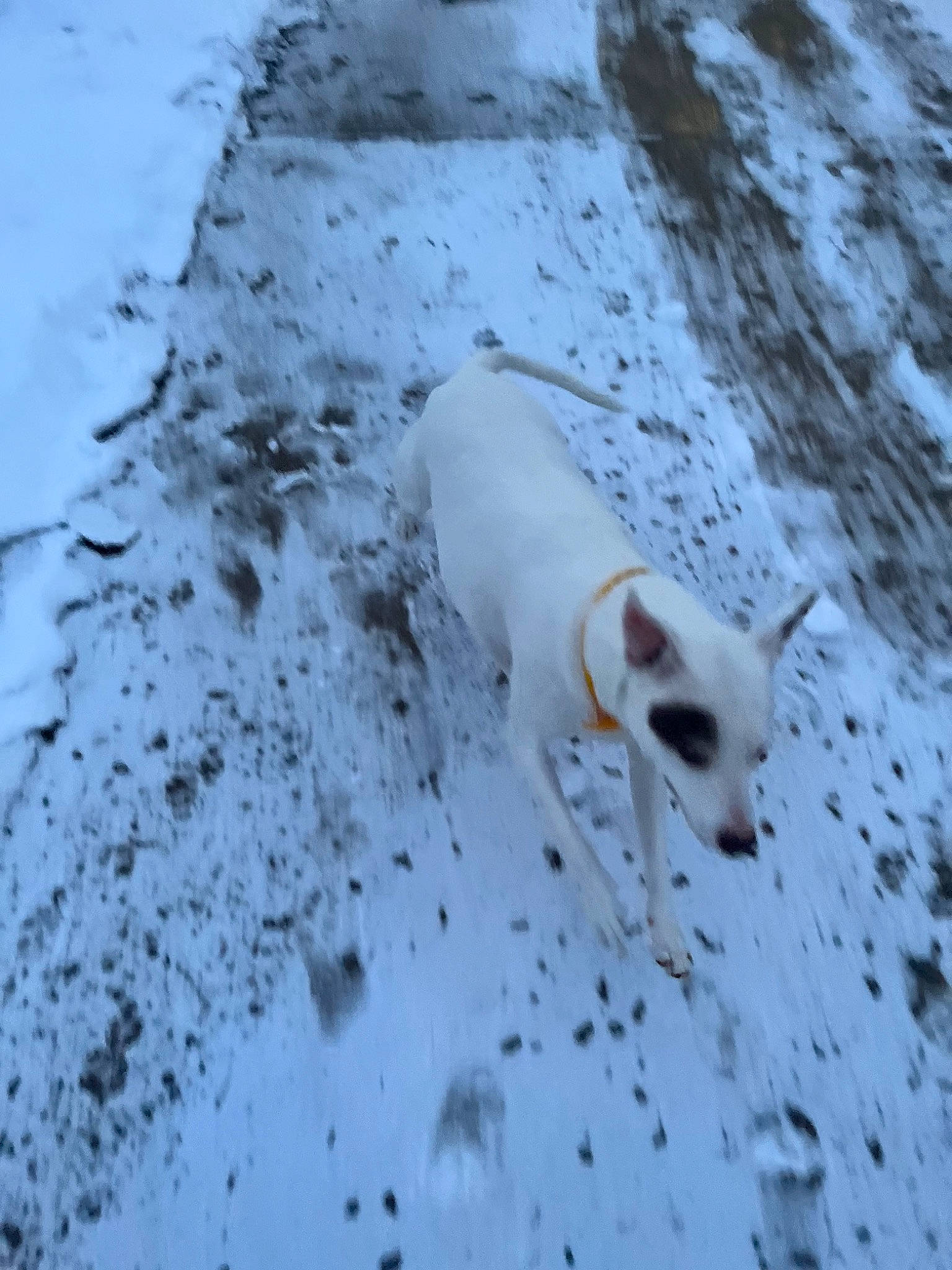 Coco is registered to the contest to win money with this photo: canidae, carnivore, dog, dog_breed, freezing, precipitation, slope, snout, snow, sporting_group, tail, terrestrial_animal, tundra, wildlife, winter