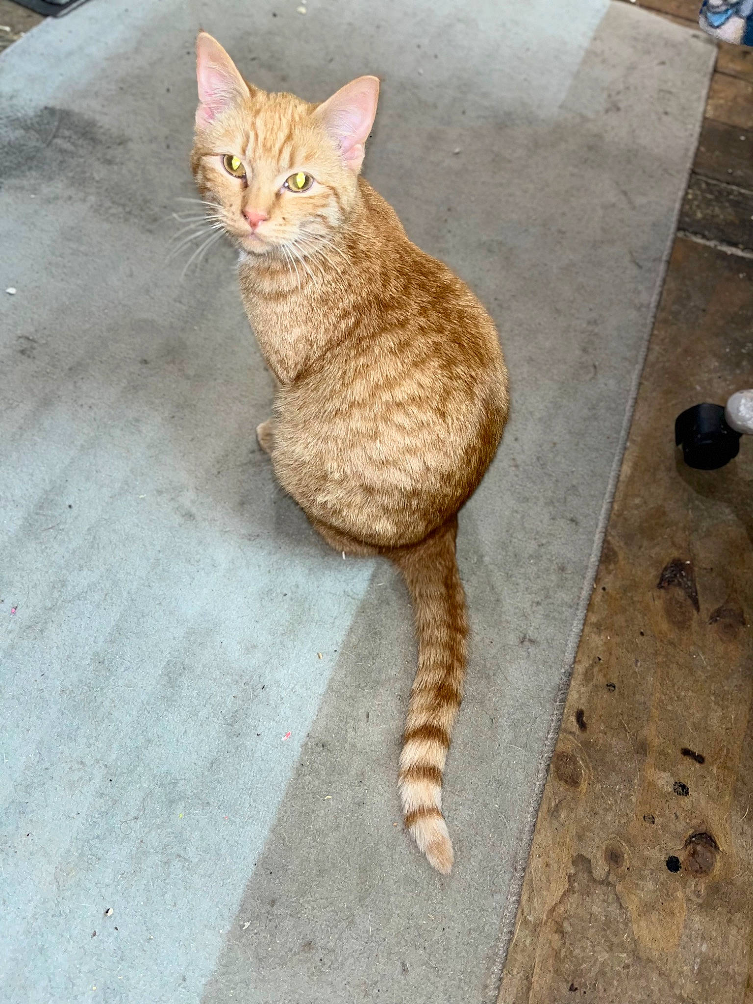 Edna is registered to the contest to win money with this photo: art, carnivore, cat, claw, domestic_short_haired_cat, eye, fawn, felidae, flooring, foot, fur, hardwood, paw, road_surface, small_to_medium_sized_cats, snout, tail, terrestrial_animal, whiskers, wood