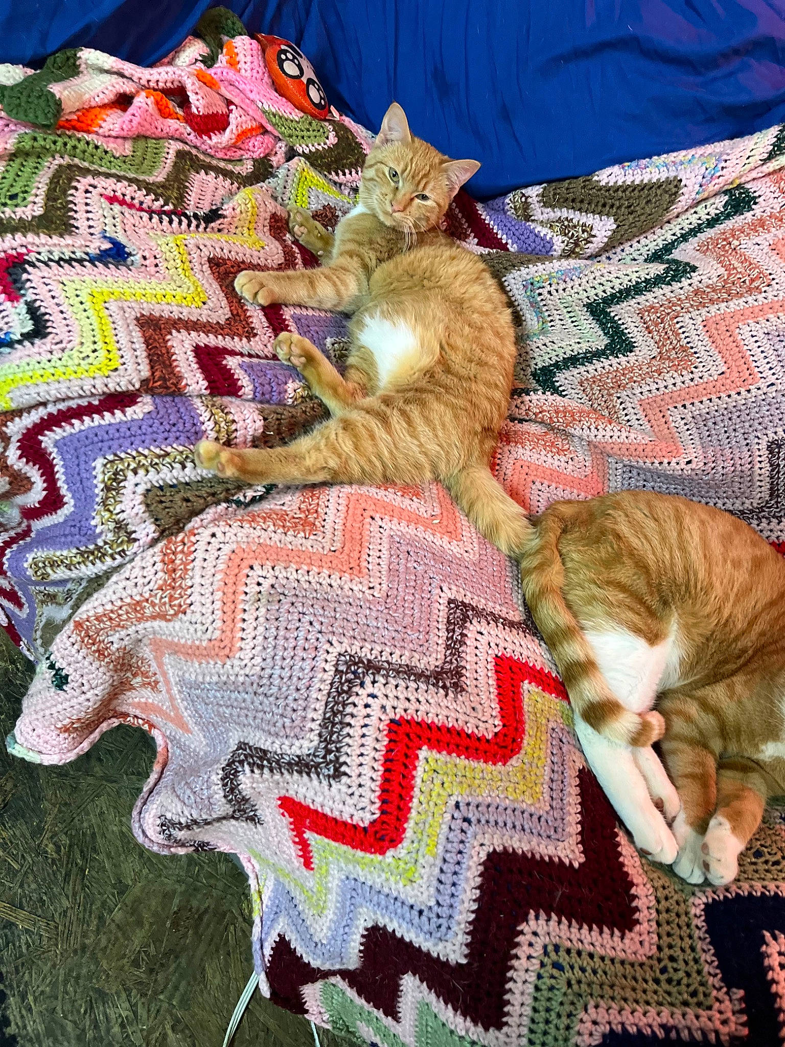 Edna is registered to the contest to win money with this photo: cat, comfort, companion_dog, craft, crochet, domestic_short_haired_cat, event, felidae, fur, linens, needlework, pattern, small_to_medium_sized_cats, t_shirt, tail, textile, whiskers, wool, woolen, woven_fabric