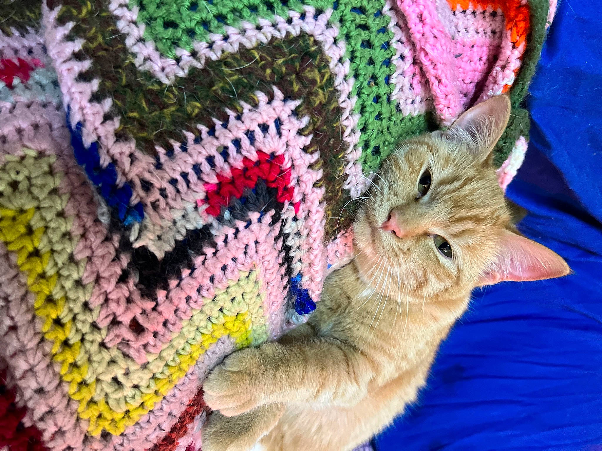 Edna is registered to the contest to win money with this photo: art, carnivore, cat, craft, creative_arts, domestic_short_haired_cat, event, fashion_accessory, fawn, felidae, fur, hat, magenta, pattern, paw, plant, small_to_medium_sized_cats, tail, whiskers, woolen