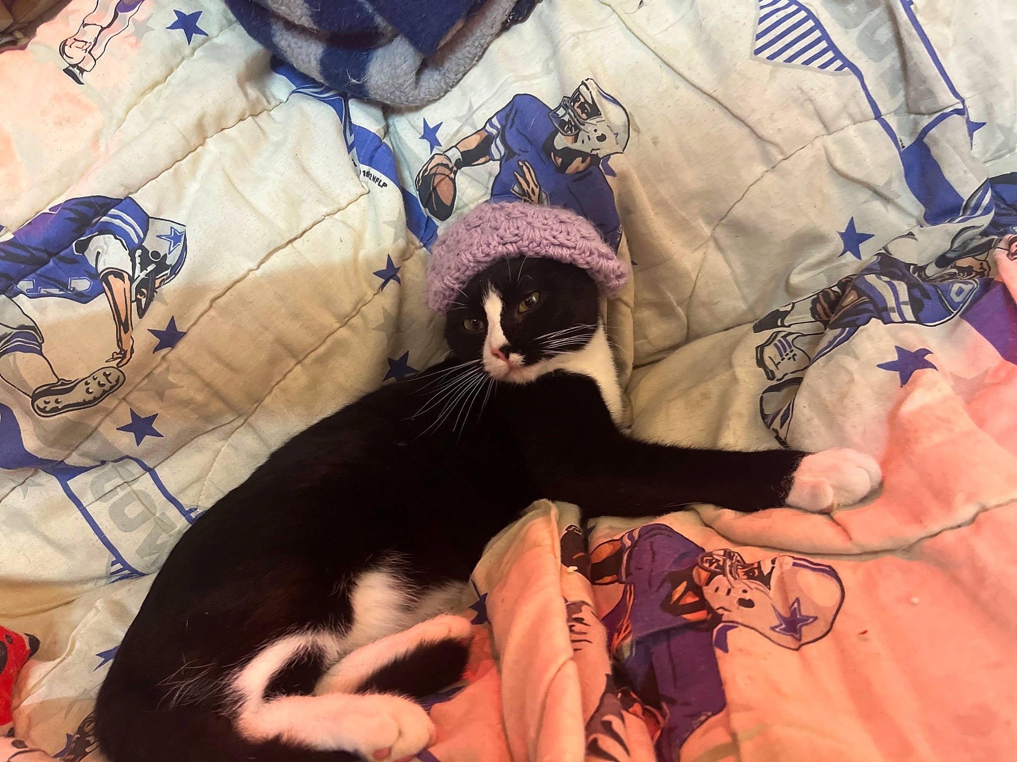 Dickface is registered to the contest to win money with this photo: bedding, canidae, carnivore, cat, comfort, companion_dog, dog_breed, domestic_short_haired_cat, felidae, formal_wear, fur, hat, linens, pattern, room, small_to_medium_sized_cats, sporting_group, tail, visual_arts, whiskers