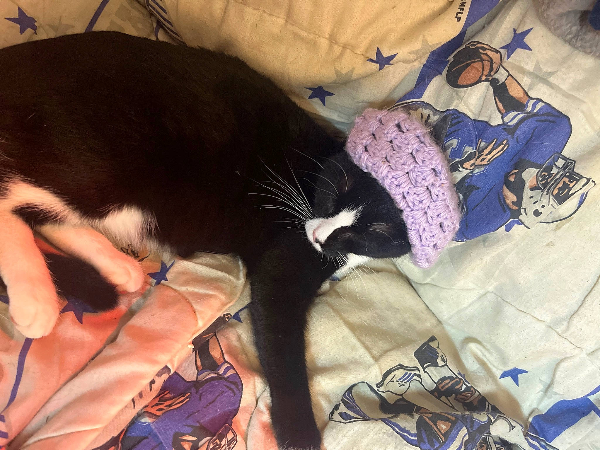 Dickface joined the competition — help win amazing prizes! black_cat, canidae, carnivore, cat, claw, comfort, companion_dog, couch, dog_breed, domestic_short_haired_cat, felidae, fur, lap, nap, paw, small_to_medium_sized_cats, sporting_group, tail, tree, whiskers