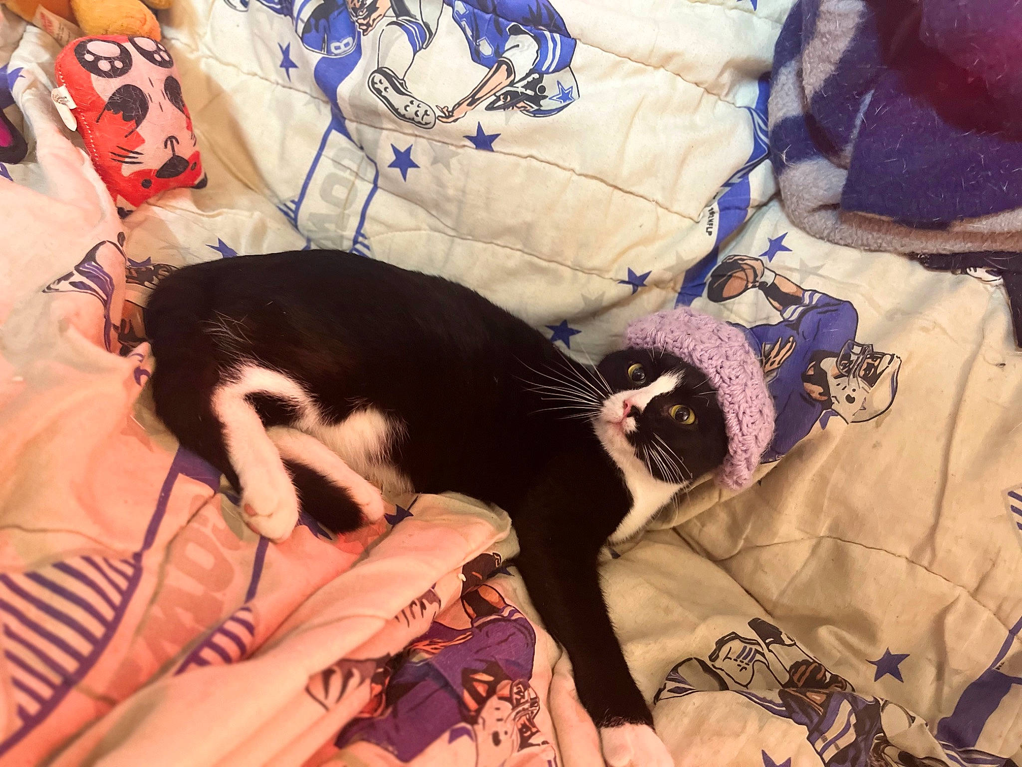 Dickface joined the competition — help win amazing prizes! bag, bed, bed_sheet, bedding, bedroom, canidae, carnivore, cat, comfort, companion_dog, dog_breed, felidae, fur, linens, luggage_and_bags, pattern, small_to_medium_sized_cats, sporting_group, textile, whiskers