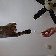 Chiori joined the competition — help win amazing prizes! cat, animal, pet, feline, paw, stretching, playful, human_hand, interaction, toy, indoor, home, ceiling, ceiling_fan, wall, electrical_outlet, side_view, whiskers, fur, funny