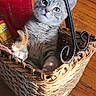 cat, kitten, tabby, gray_fur, animal, pet, face, eyes, ears, whiskers, sitting, basket, woven_basket, wooden_floor, indoors, sunlight, red_bottle, metal_handle, portrait, curious