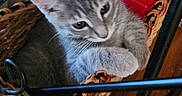Chiori is registered to the contest to win money with this photo: cat, kitten, gray_cat, white_cat, animal, pet, basket, woven_basket, bottles, yellow_caps, chair, indoor, wooden_floor, home, furniture, sitting, lying_down, curious, cute, photography