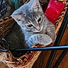 cat, kitten, gray_cat, white_cat, animal, pet, basket, woven_basket, bottles, yellow_caps, chair, indoor, wooden_floor, home, furniture, sitting, lying_down, curious, cute, photography