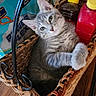 cat, kitten, tabby, gray_fur, animal, pet, cute, adorable, portrait, sitting, basket, wicker, paws, whiskers, green_eyes, tilted_head, indoors, wooden_floor, household_items, colorful_background