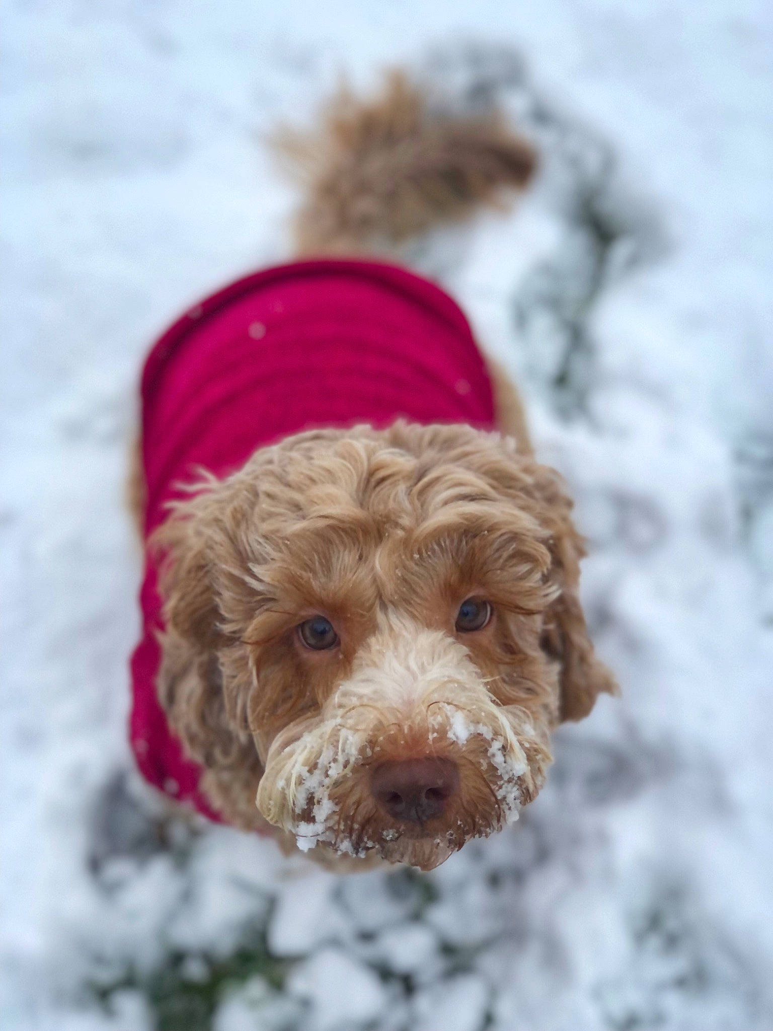 Gia joined the competition — help win amazing prizes! canidae, carnivore, companion_dog, dog, dog_breed, dog_supply, fawn, fur, liver, poodle_crossbreed, puppy, snout, snow, spaniel, sporting_group, terrier, toy_dog, water_dog, winter, working_animal