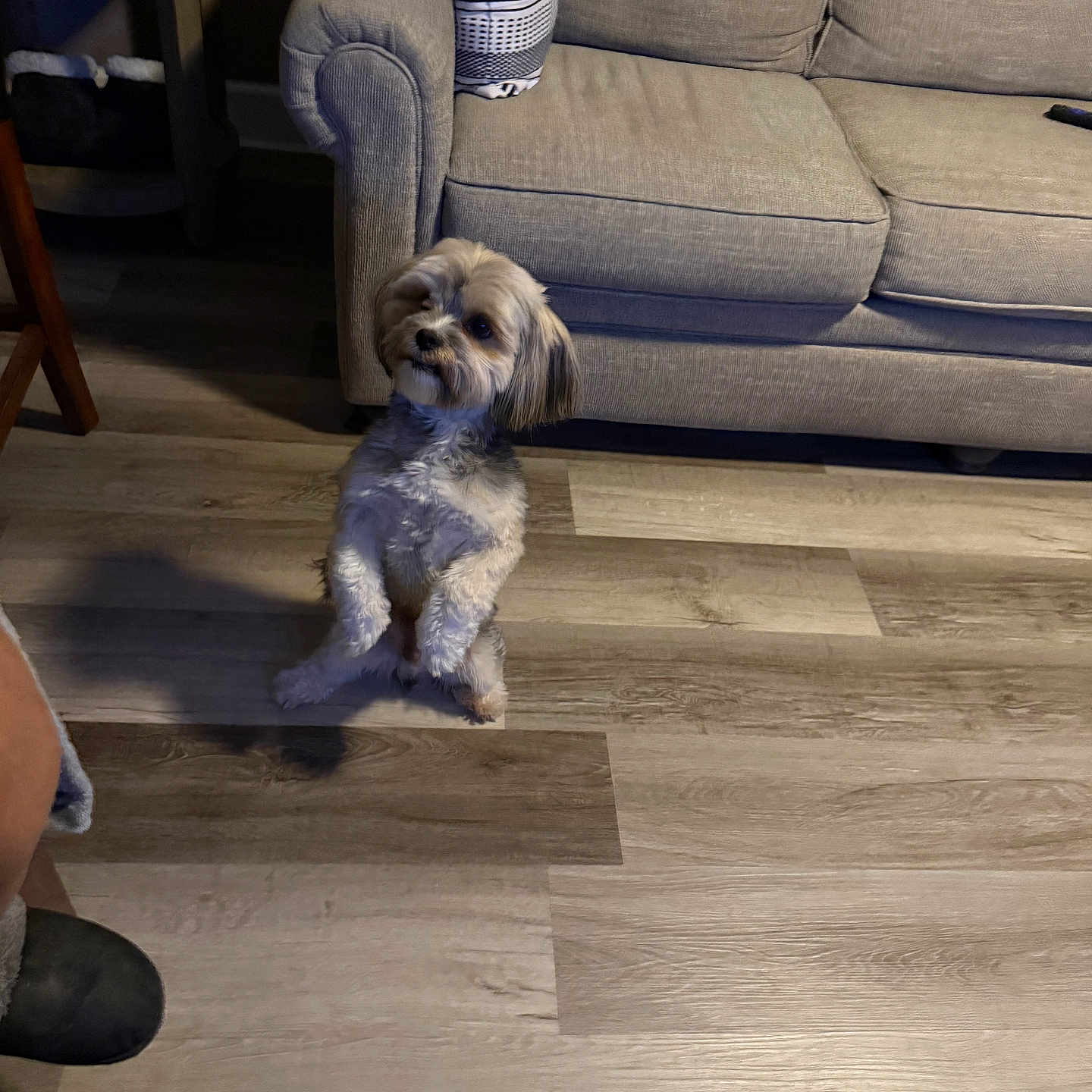 Oreo joined the competition — help win amazing prizes! animal, beige, brown, companion, couch, curious, cute, dog, domestic, fur, furniture, home, indoor, living_room, pet, pillow, shadow, small_dog, standing, wooden_floor