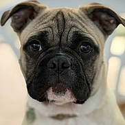 Aïko participe au concours pour gagner de l'argent avec cette photo : dog, portrait, close_up, face, pet, animal, brown, black, white, ears, fur, cute, expression, collar, indoor, sitting, looking, head, wrinkles, nose