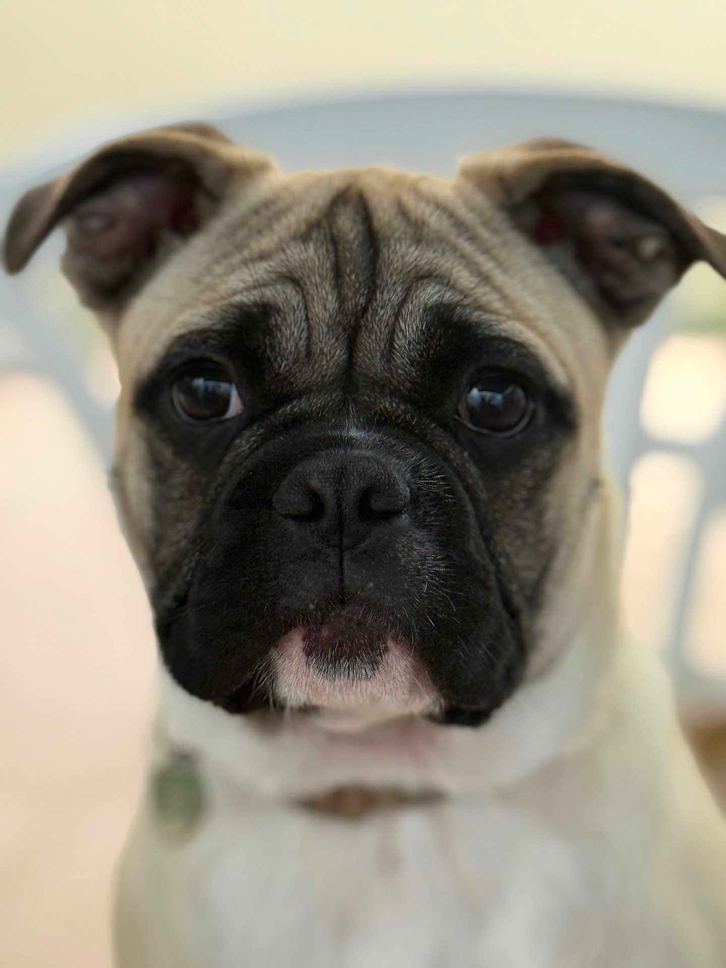 Aïko participe au concours pour gagner de l'argent avec cette photo : dog, portrait, close_up, face, pet, animal, brown, black, white, ears, fur, cute, expression, collar, indoor, sitting, looking, head, wrinkles, nose