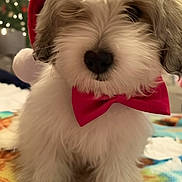Toby joined the competition — help win amazing prizes! puppy, dog, fluffy, white, red_bow_tie, santa_hat, holiday, christmas_tree, festive, cute, pet, indoor, close_up, animal, adorable, fur, canine, christmas, decorations, blurred_background