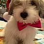 puppy, dog, fluffy, white, red_bow_tie, santa_hat, holiday, christmas_tree, festive, cute, pet, indoor, close_up, animal, adorable, fur, canine, christmas, decorations, blurred_background