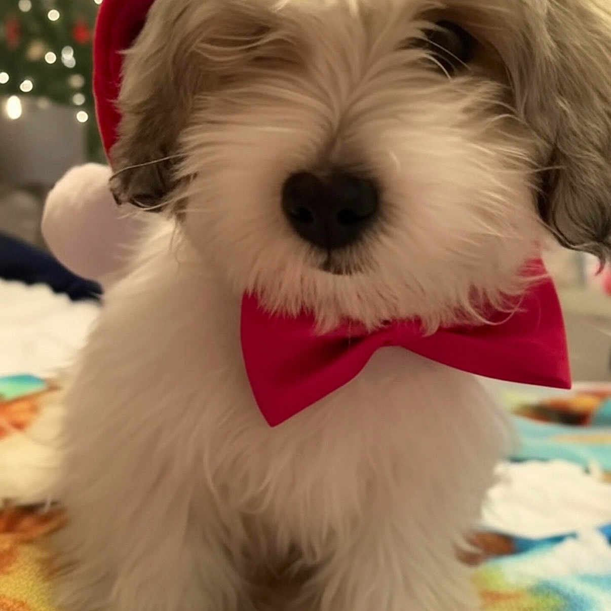 Toby joined the competition — help win amazing prizes! adorable, animal, blurred_background, canine, christmas, christmas_tree, close_up, cute, decorations, dog, festive, fluffy, fur, holiday, indoor, pet, puppy, red_bow_tie, santa_hat, white