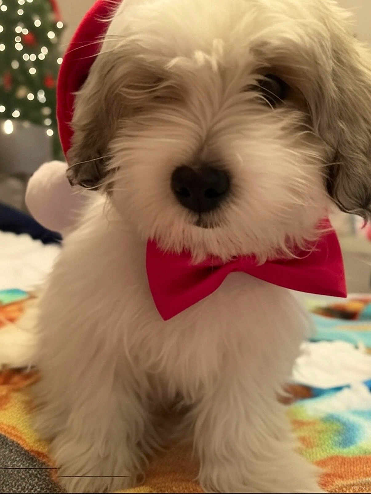Toby joined the competition — help win amazing prizes! puppy, dog, fluffy, white, red_bow_tie, santa_hat, holiday, christmas_tree, festive, cute, pet, indoor, close_up, animal, adorable, fur, canine, christmas, decorations, blurred_background