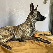 Kimura joined the competition — help win amazing prizes! alert, animal, ball, bed, blanket, brindle_coat, canine, dog, door, ears_up, fur, furniture, indoor, light_switch, paw, pet, resting, room, side_view, watchful