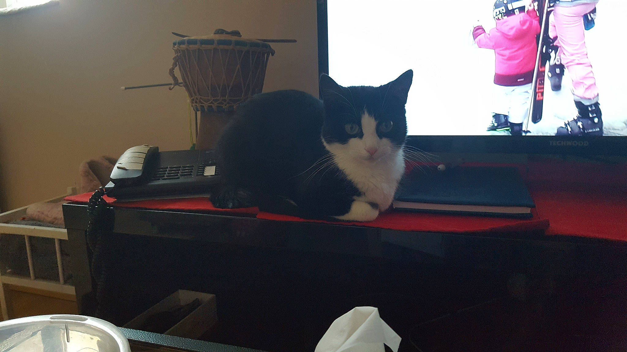 Clochette a rejoint le concours — aidez-le/la à gagner de superbes lots ! carnivore, cat, felidae, fur, kitten, room, small_to_medium_sized_cats, table, whiskers