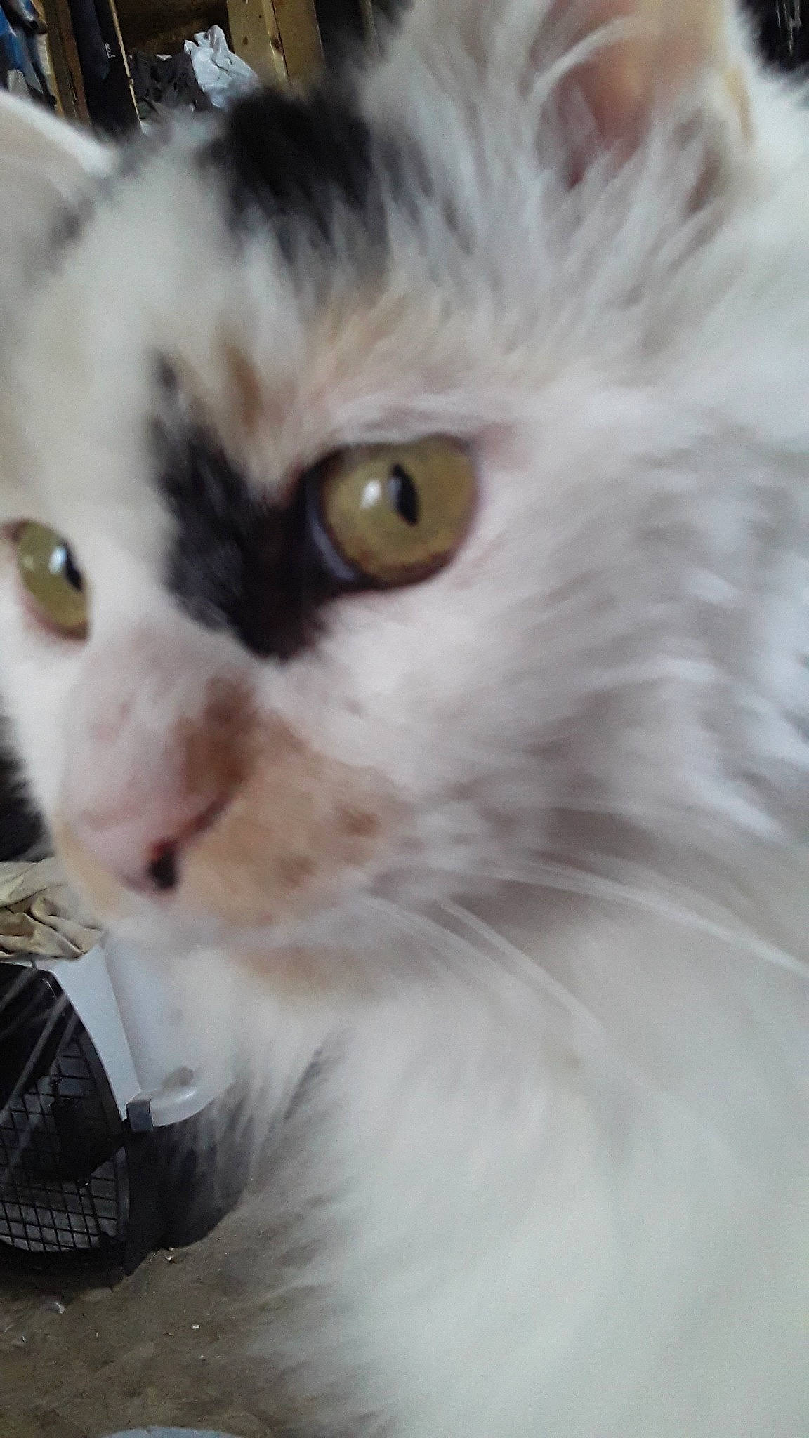 Julie joined the competition — help win amazing prizes! asian_semi_longhair, british_longhair, british_semi_longhair, carnivore, cat, close_up, domestic_long_haired_cat, eye, felidae, fur, iris, mammal, nose, organ, persian, ragdoll, small_to_medium_sized_cats, snout, vertebrate, whiskers