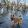 Ainora participe au concours pour gagner de l'argent avec cette photo : dog, water, lake, trees, nature, outdoor, sky, clouds, rocks, shallow_water, happy, canine, fur, harness, tail, tongue, summer, daylight, playful, landscape