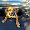 Ainora a rejoint le concours — aidez-le/la à gagner de superbes lots ! dog, car, pet, animal, canine, fur, paws, inside, vehicle, window, sunlight, seat, resting, curious, looking, brown, black, ears, snout, portrait