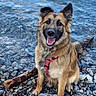 dog, canine, pet, water, lake, rocks, shore, outdoor, animal, happy, smiling, fur, sitting, nature, playful, leash, red_harness, tongue_out, ears_up, daylight