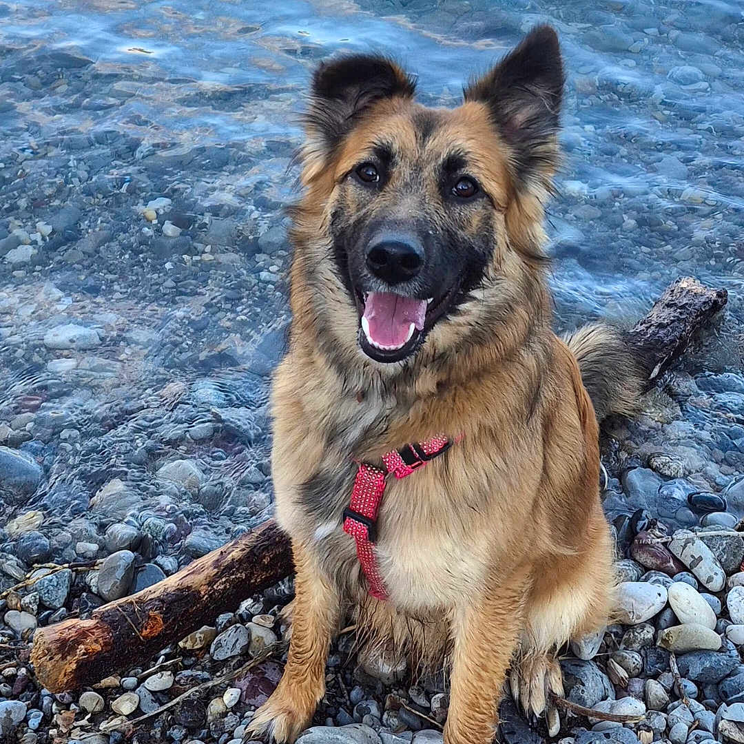 Ainora participe au concours pour gagner de l'argent avec cette photo : dog, canine, pet, water, lake, rocks, shore, outdoor, animal, happy, smiling, fur, sitting, nature, playful, leash, red_harness, tongue_out, ears_up, daylight