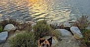 Ainora participe au concours pour gagner de l'argent avec cette photo : dog, sunset, water, lake, sky, clouds, sun, reflection, rocks, bushes, sand, harness, leash, outdoor, nature, animal, happy, sitting, landscape, scenic