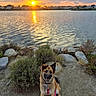 dog, sunset, water, lake, sky, clouds, sun, reflection, rocks, bushes, sand, harness, leash, outdoor, nature, animal, happy, sitting, landscape, scenic