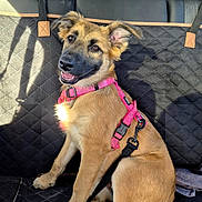 Ainora a rejoint le concours — aidez-le/la à gagner de superbes lots ! dog, puppy, car_interior, seat_cover, harness, pink_harness, smiling_dog, sitting, sunlight, quilted_seat, tail, ears, fur, happy, pet, vehicle, window, nature_view, leash, black_seat