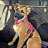 dog, puppy, car_interior, seat_cover, harness, pink_harness, smiling_dog, sitting, sunlight, quilted_seat, tail, ears, fur, happy, pet, vehicle, window, nature_view, leash, black_seat