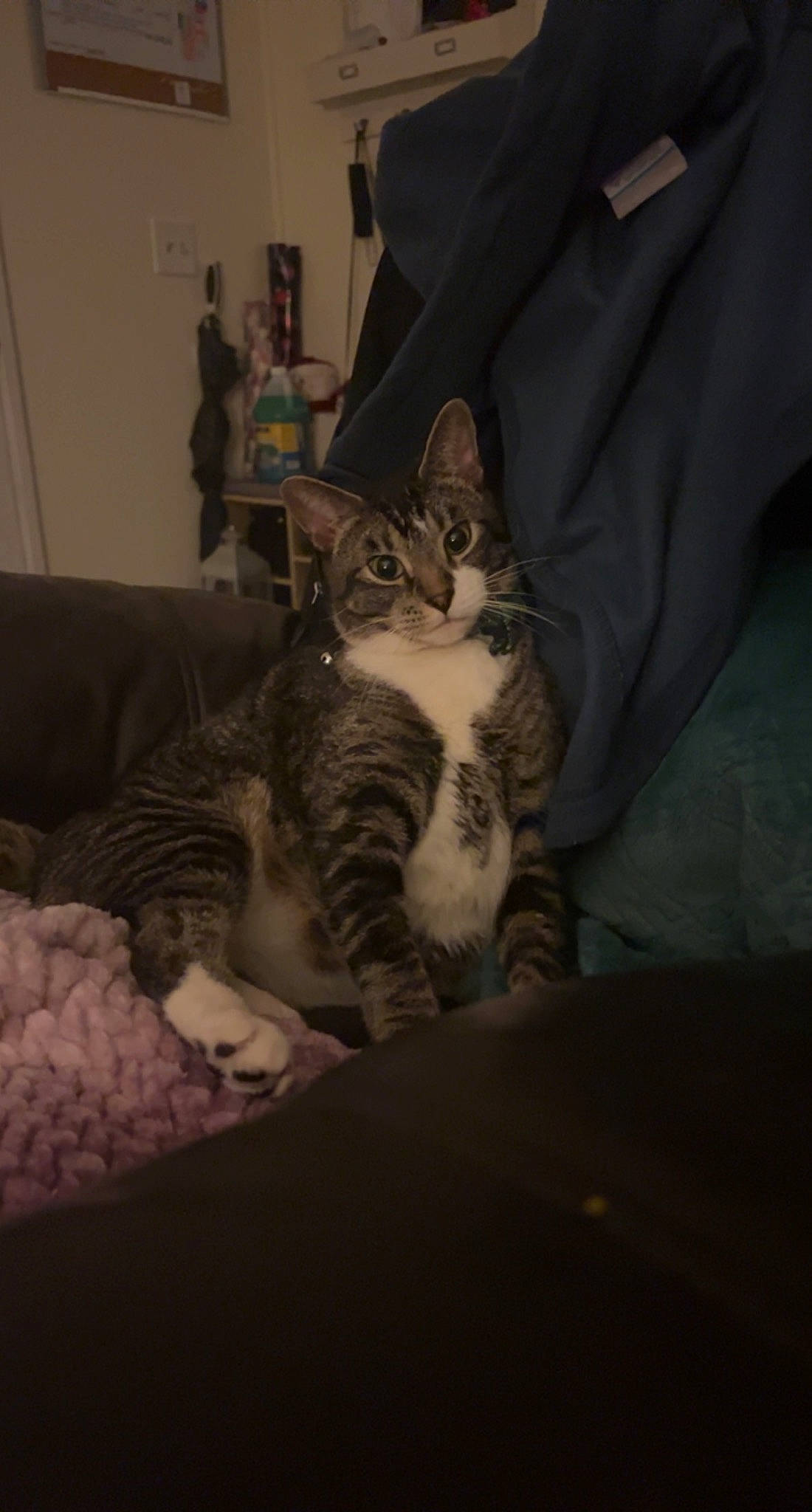 Chevy joined the competition — help win amazing prizes! bed, bedding, carnivore, cat, comfort, couch, darkness, domestic_short_haired_cat, eye, felidae, fur, grey, human_leg, linens, paw, room, sitting, small_to_medium_sized_cats, tail, whiskers