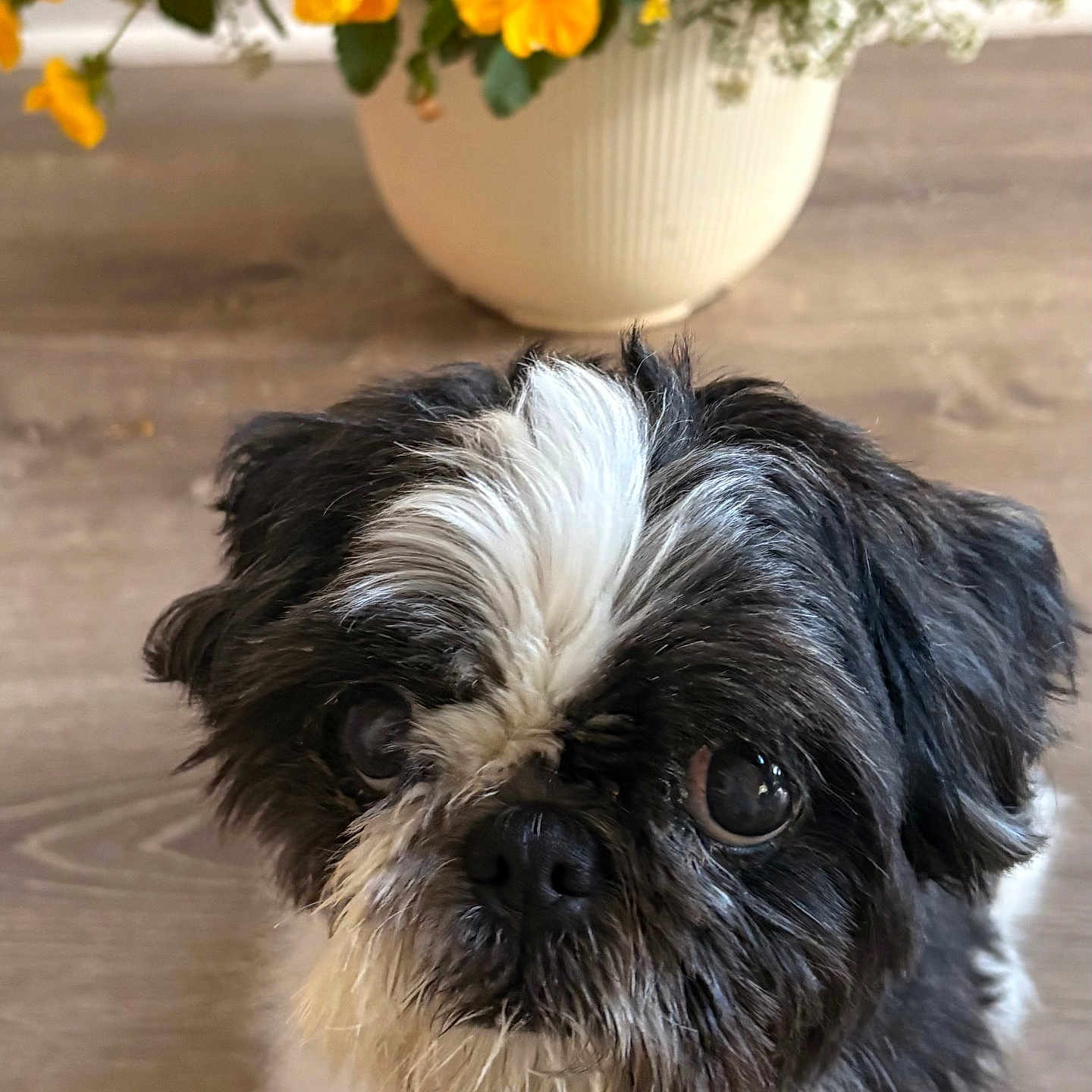 Oreo is registered to the contest to win money with this photo: animal, background, black_and_white, close_up, companion, cute, dog, domestic, ears, eyes, face, flower_pot, fur, indoor, nose, pet, portrait, small_dog, wooden_floor, yellow_flowers